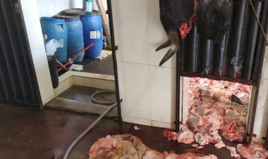 Polícia ambiental fecha abatedouro clandestino em Ervália e aplica multa de meio milhão