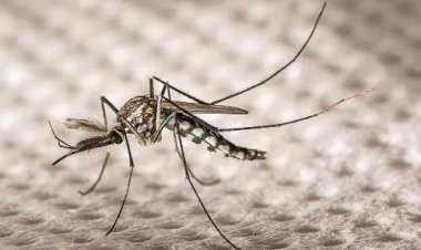 Viçosa retorna ao baixo risco de transmissão da dengue