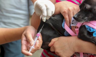 Paula Cândido divulga programação da vacinação antirrábica de 2025