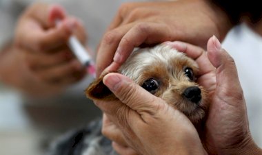 Porto Firme divulga programação de vacinação antirrábica