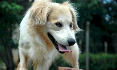 Coleira de choque anti-latido está proibida em MG