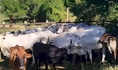 Suspeitos de lavagem de dinheiro e tráfico são presos em Ubá