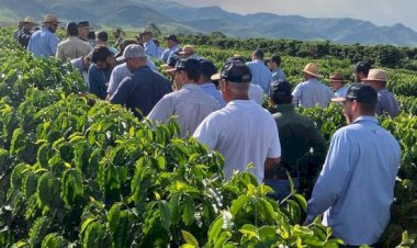 IBGE registra aumento no valor agrícola de Minas Gerais