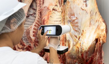 Pesquisadores da UFV desenvolvem método para avaliar gordura em carcaças bovinas