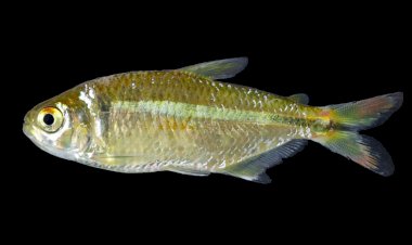 Pesquisadores da UFV descobrem nova espécie de lambari na Microregião de Viçosa