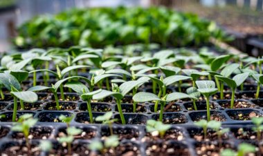 Prefeitura de Ervália realiza doação gratuita de mudas nativas neste sábado