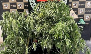 PM fecha ponto de tráfico em Cajuri, apreende pés de maconha e detém dois suspeitos