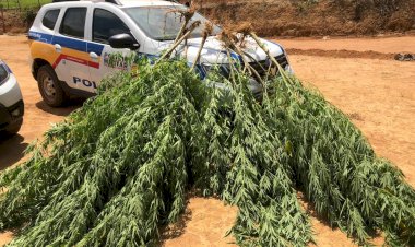 PM apreende 52 pés de maconha em São Miguel; dois homens foram presos em flagrante