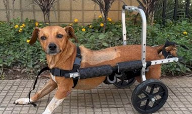 Polícia Civil resgata cadela paraplégica após temporais em Ubá