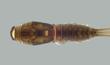 Pesquisadores da UFV descobrem espécie de inseto aquático no Parque da Serra do Brigadeiro