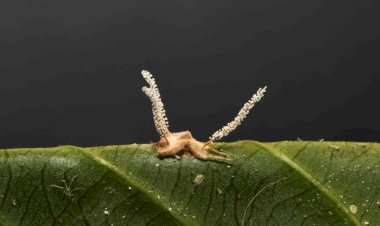 Pesquisadores descobrem nova espécie de fungo zumbi no campus da UFV