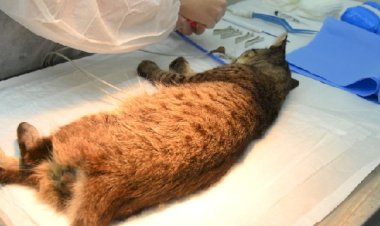 Prefeitura de Viçosa e Sovipa realizam mutirão de castração no Juquinha de Paula