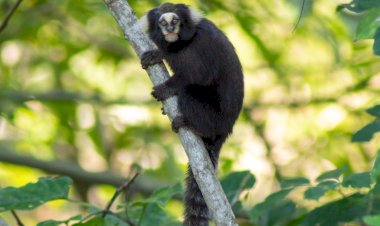 Professor da UFV coordena revisão da lista de espécies ameaçadas em Minas Gerais