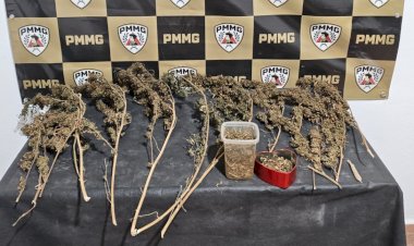 PM localiza plantação de maconha dentro de residência e prende homem em Araponga