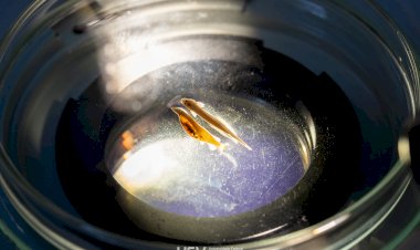 Pesquisadores da UFV descobrem duas novas espécies de peixes na Amazônia