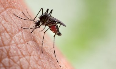 Indicador aponta baixo risco de Dengue em Viçosa