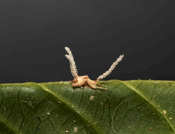 Pesquisadores descobrem nova espécie de fungo zumbi no campus da UFV