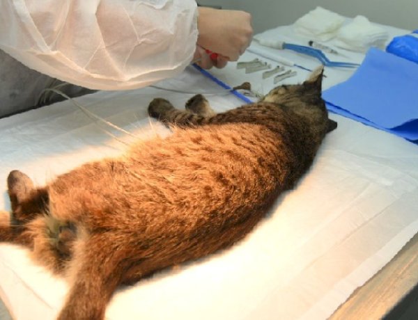 Prefeitura de Viçosa e Sovipa realizam mutirão de castração no Juquinha de Paula