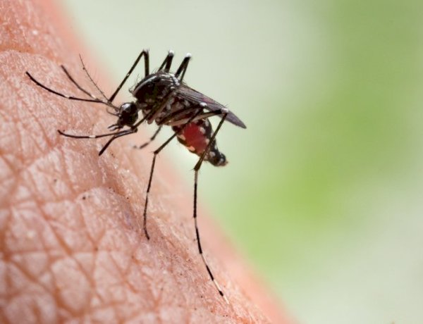 Indicador aponta baixo risco de Dengue em Viçosa