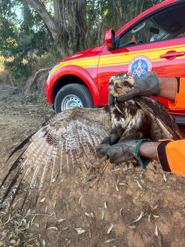Gavião ferido em incêndio na UFV é resgatado