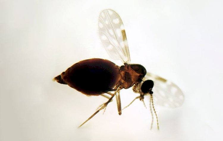 Guiricema registra primeiro caso de Oropouche em 2025