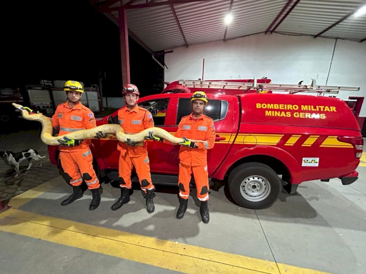 Bombeiros resgatam cobra Píton em Paula Cândido
