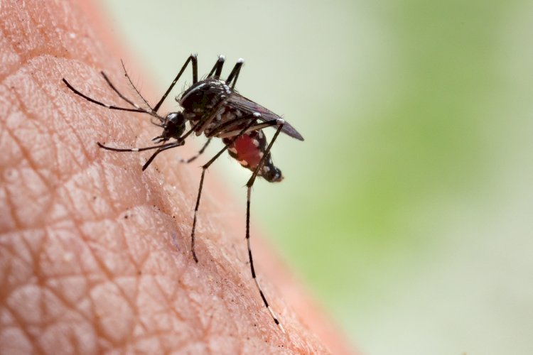 Viçosa registra mais 25 casos de dengue