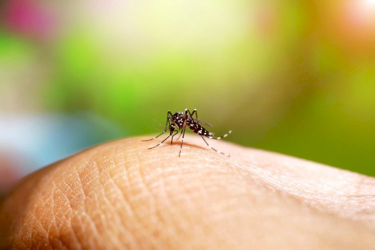 Viçosa registra terceira morte por dengue em 2025