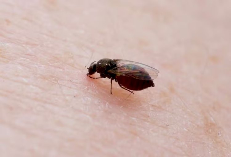 Guiricema tem nove casos de Oropouche e 58 de chikungunya