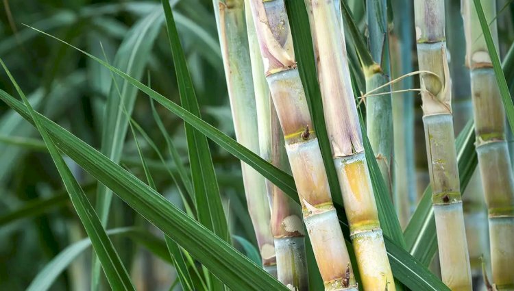 Sindicato de Paula Cândido abre assistência gratuita para produtores de cachaça