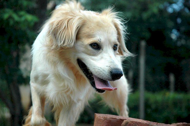 Viçosa recebe Circuito Saúde, Lazer e Bem-Estar Animal neste sábado
