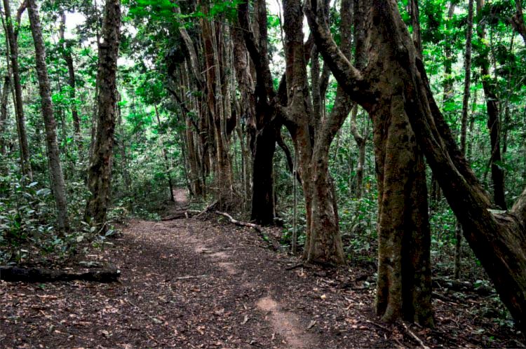 Terceira edição do evento UFV na trilha acontece neste domingo