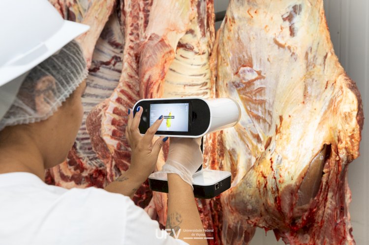 Pesquisadores da UFV desenvolvem método para avaliar gordura em carcaças bovinas