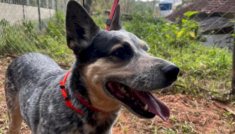 UFV Promove acolhimento com cães para aliviar estresse de estudantes no fim do período