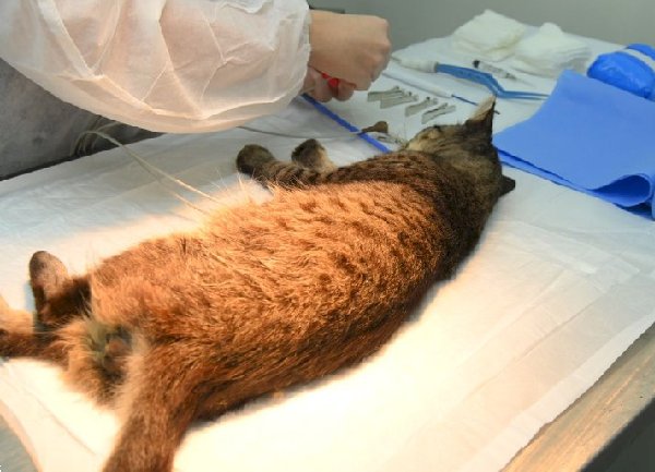 Castramóvel em Viçosa: saiba como solicitar a castração de cães e gatos no seu bairro