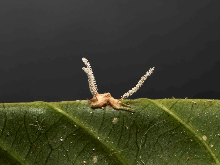 Pesquisadores descobrem nova espécie de fungo zumbi no campus da UFV