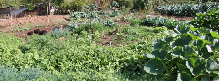 PMV lança projeto Cadrural com mutirão em Córrego Fundo e Pedreira