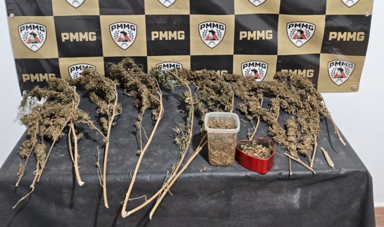 PM localiza plantação de maconha dentro de residência e prende homem em Araponga