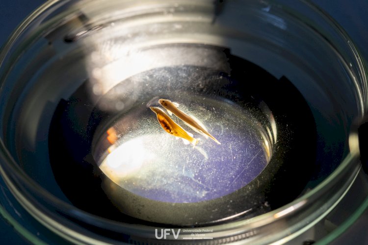 Pesquisadores da UFV descobrem duas novas espécies de peixes na Amazônia