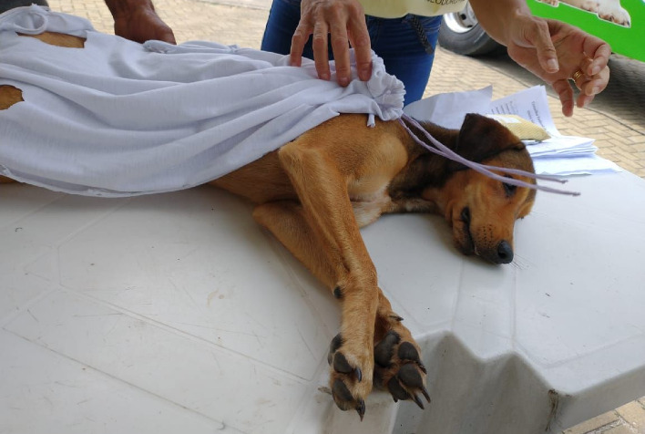 Municípios fazem mutirão para castração de animais