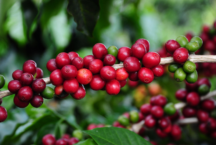 Cafés da região classificados em concurso da Emater