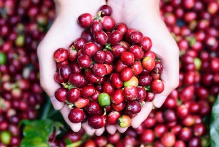 Mais de 46Ú safra de café do paÃs vem de Minas Gerais