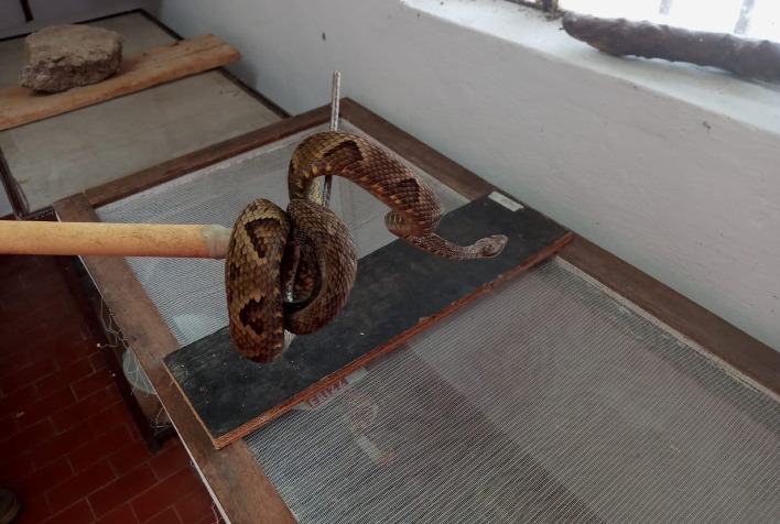Jararaca é capturada na UFV