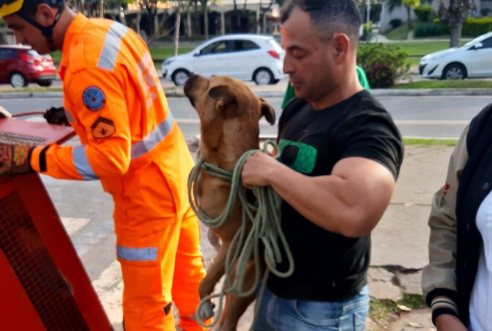 Cães com comportamento de ataque são recolhidos na UFV