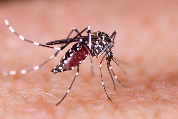 Brasil bate recorde de mortes por dengue em 2023