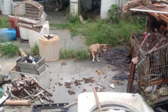 Homem é preso por maus tratos a animais em Teixeiras