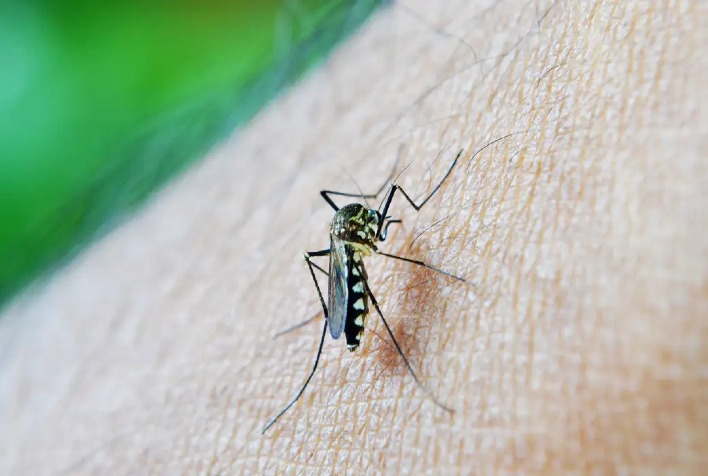 Brasil já tem mais de 3 milhões de casos de dengue em 2024