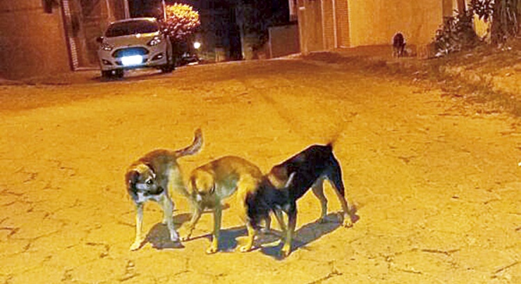 Minas aprova lei que pune quem praticar maus-tratos contra animais