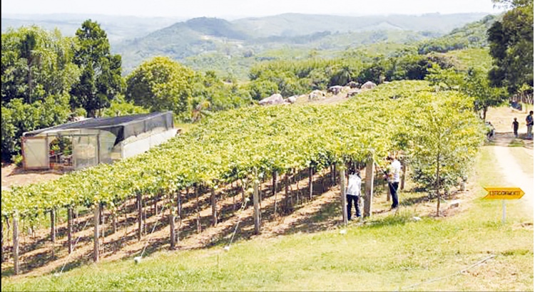 Adesão ao CAR prorrogada até o fim do ano