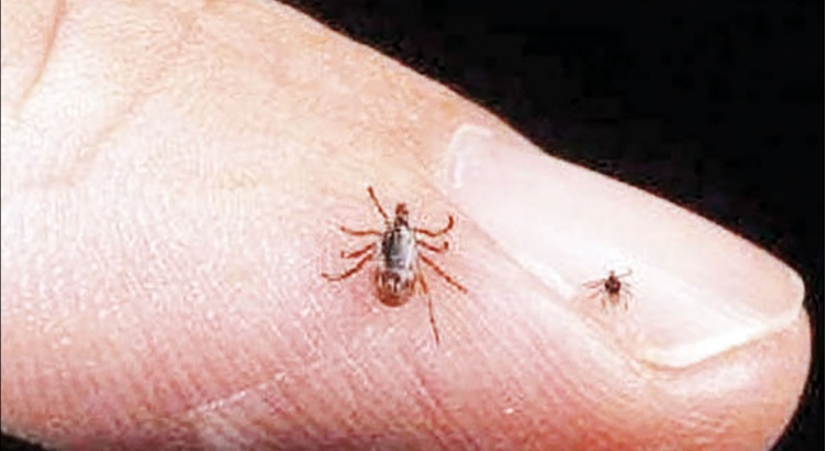 Casos de febre maculosa deixam cidades da região em alerta